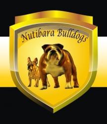 Bulldog