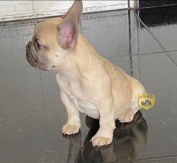 Click sobre la imagen para ampliarla