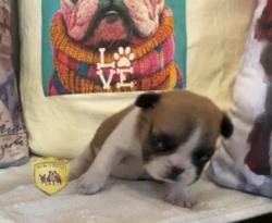 Click sobre la imagen para ampliarla