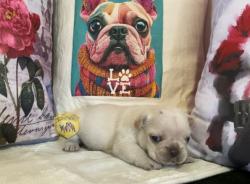 Click sobre la imagen para ampliarla