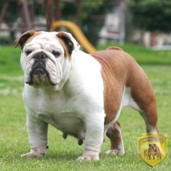 bulldog