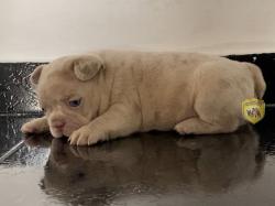 Click sobre la imagen para ampliarla