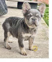 Click sobre la imagen para ampliarla