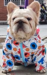 bulldog