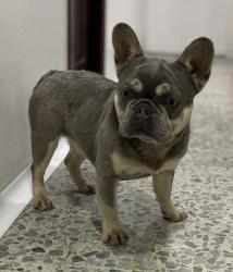 bulldog