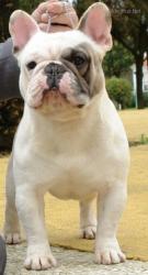 bulldog