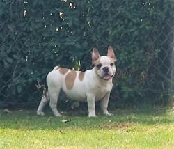 bulldog