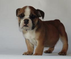 Cachorros de raza Bulldog Ingles para la venta del criadero Nutibara Bulldogs -Pet shop Special Dogs 


            


            