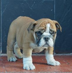 Cachorros de raza Bulldog Ingles para la venta del criadero Nutibara Bulldogs -Pet shop Special Dogs 
            


            