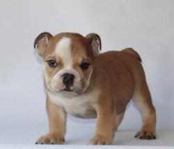 Cachorros de raza Bulldog Ingles para la venta del criadero Nutibara Bulldogs -Pet shop Special Dogs 


            


            