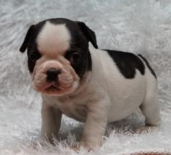 Cachorros de raza Bulldog Francés para la venta del criadero Nutibara Bulldogs -Pet shop Special Dogs 


            


            