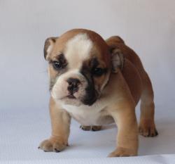 Cachorros de raza Bulldog Ingles para la venta del criadero Nutibara Bulldogs -Pet shop Special Dogs 


            


            