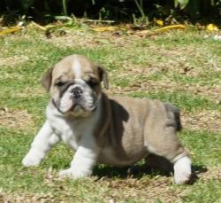 Cachorros de raza Bulldog Ingles para la venta del criadero Nutibara Bulldogs -Pet shop Special Dogs 


            


            