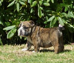 Cachorros de raza Bulldog Ingles para la venta del criadero Nutibara Bulldogs -Pet shop Special Dogs 


            


            