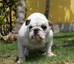 bulldog