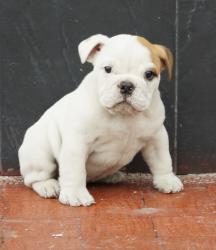 Cachorros de raza Bulldog Ingles para la venta del criadero Nutibara Bulldogs -Pet shop Special Dogs 


            


            