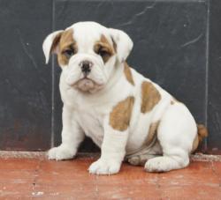 Cachorros de raza Bulldog Ingles para la venta del criadero Nutibara Bulldogs -Pet shop Special Dogs 


            


            