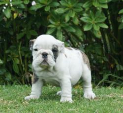 Bulldog