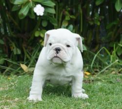 Cachorros de raza Bulldog Ingles para la venta del criadero Nutibara Bulldogs -Pet shop Special Dogs 


            


            