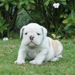 Bulldog