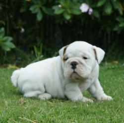 Cachorros de raza Bulldog Ingles para la venta del criadero Nutibara Bulldogs -Pet shop Special Dogs 


            


            