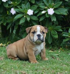 Cachorros de raza Bulldog Ingles para la venta del criadero Nutibara Bulldogs -Pet shop Special Dogs 

            


            