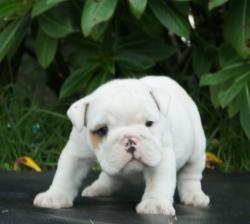 Cachorros de raza Bulldog Ingles para la venta del criadero Nutibara Bulldogs -Pet shop Special Dogs 


            


            