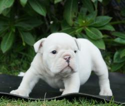 Cachorros de raza Bulldog Ingles para la venta del criadero Nutibara Bulldogs -Pet shop Special Dogs 

            


            