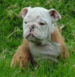 Cachorros de raza Bulldog Ingles para la venta del criadero Nutibara Bulldogs -Pet shop Special Dogs 


            


            