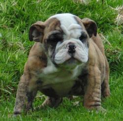 Bulldog