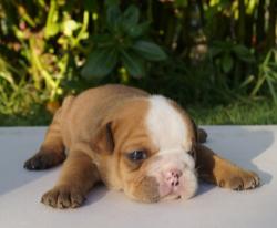 Cachorros de raza Bulldog Ingles para la venta del criadero Nutibara Bulldogs -Pet shop Special Dogs 


            


            