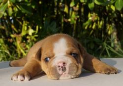 Cachorros de raza Bulldog Ingles para la venta del criadero Nutibara Bulldogs -Pet shop Special Dogs 


            


            