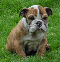 Bulldog