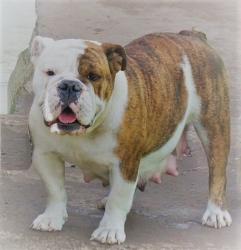 bulldog