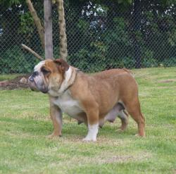 bulldog