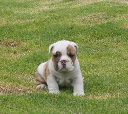 Cachorros de raza Bulldog Ingles registrados  para la venta del criadero Nutibara Bulldogs -Pet shop Special Dogs 

            


            