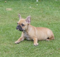 bulldog