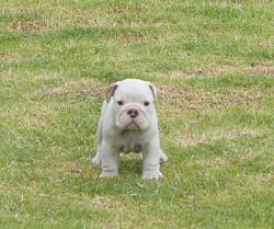 Cachorros de raza Bulldog Ingles Registrados para la venta del criadero Nutibara Bulldogs -Pet shop Special Dogs 


            


            