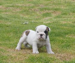 Cachorros de raza Bulldog Ingles Registrados para la venta del criadero Nutibara Bulldogs -Pet shop Special Dogs 


            


            