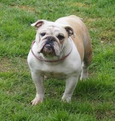 bulldog