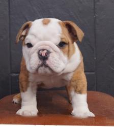 Bulldog