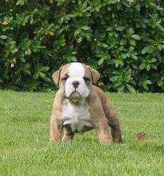 
            Cachorros de raza Bulldog Ingles para la venta del criadero Nutibara Bulldogs -Pet shop Special Dogs 


            


            


            