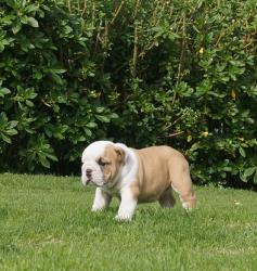 Cachorros de raza Bulldog Ingles para la venta del criadero Nutibara Bulldogs -Pet shop Special Dogs 

            


            