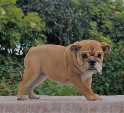 bulldog