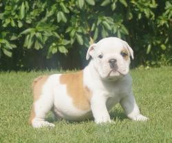 bulldog