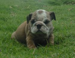 Cachorros de raza Bulldog Ingles para la venta del criadero Nutibara Bulldogs -Pet shop Special Dogs 


            


            