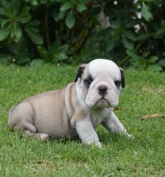 Bulldog