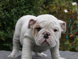 Bulldog