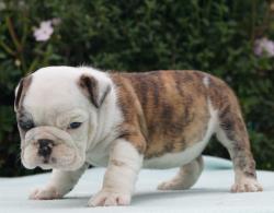 Bulldog