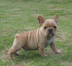 Cachorros de raza Bulldog Ingles para la venta del criadero Nutibara Bulldogs -Pet shop Special Dogs 


            


            